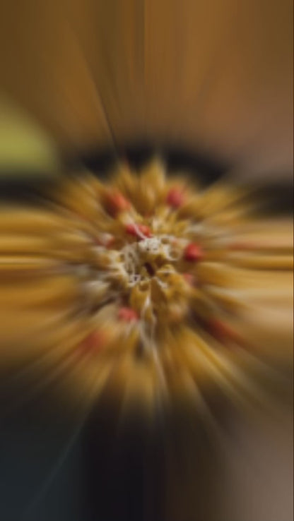 Easy'n'Lite Magic Masala Macaroni 65g Buy 6 get 6 Free